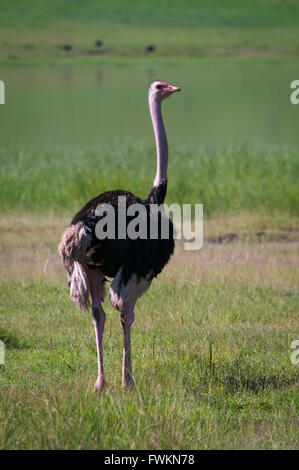 Strauß (Struthio Camelus), Ngorongoro Crater, Tansania, Afrika Stockfoto