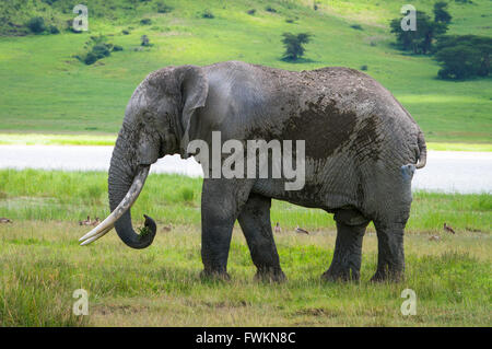 Großen männlichen afrikanischen Elefanten (Loxodonta Africana) stehen in Ngorongoro Crater, Tansania, Afrika Stockfoto