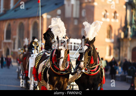 Pferde am Marktplatz in Krakau, Polen Stockfoto