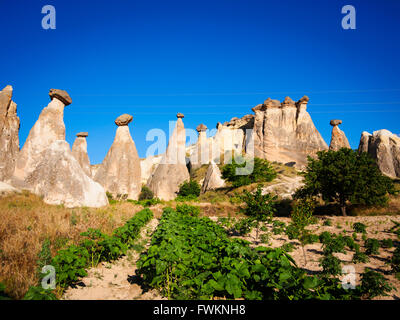 "Pilz" rock-Formationen und Weinberg in der Nähe von Çavuşin, Kappadokien, Türkei Stockfoto