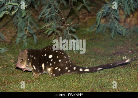 Gesichtet-tailed Quoll Tiger Quoll (Dasyurus Maculatus), nächtliche Leben. Loongana, Tasmanien, Australien Stockfoto