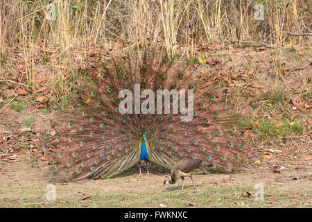 Männlicher Pfau Anzeige vor weiblich. Kanha-Nationalpark, Madhya Pradesh, Indien Stockfoto