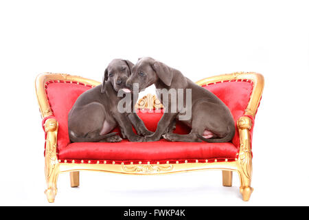 Zwei Deutsche Dogge Welpen (7 Wochen alt) sitzt auf einem antiken Couch lecken gegenseitig Studio Bild gegen ein weißes Gesicht Stockfoto