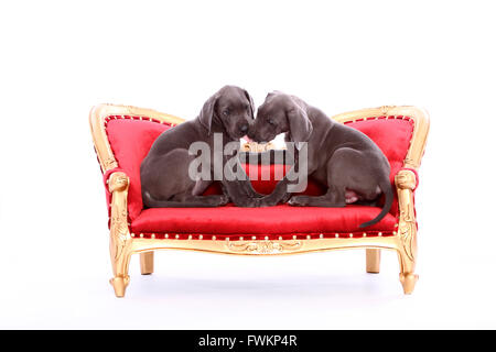 Zwei Deutsche Dogge Welpen (7 Wochen alt) sitzt auf einem antiken Couch lecken gegenseitig Studio Bild gegen ein weißes Gesicht Stockfoto