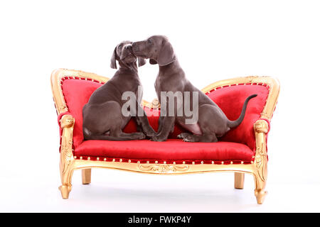 Zwei Deutsche Dogge Welpen (7 Wochen alt) sitzt auf einem antiken Couch lecken gegenseitig Studio Bild gegen ein weißes Gesicht Stockfoto