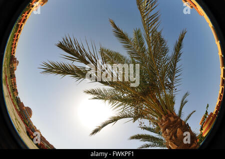 Palm Tree Fischaugen-Schuss mit einem Hotel in Marsa Alam, Ägypten, Rotes Meer Stockfoto
