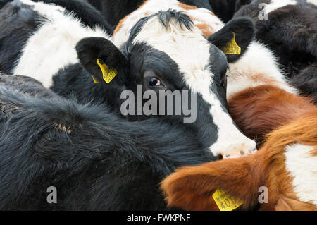 Eine friesische Kuh hebt sich von der Herde. Stockfoto