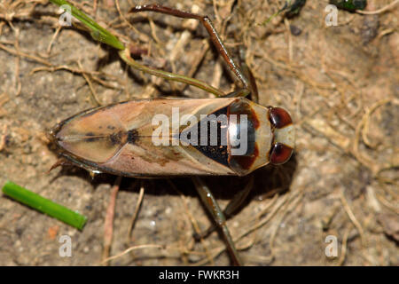 Gemeinsame Backswimmer (Notonecta Glauca) von oben. Räuberische aquatische True-Bug in der Familie Notonectidae, auch Wasser Schiffer Stockfoto