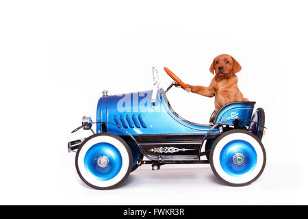 Labrador Retriever. Welpen (8 Wochen alt) in einem Oldtimer. Studio Bild vor einem weißen Hintergrund. Deutschland Stockfoto