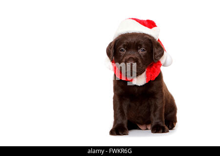 Brauner Labrador Retriever Welpen (6 Wochen alt) sitzen tragen Weihnachtsmann Mütze und Schalldämpfer Studio Bild gegen ein weißes Stockfoto