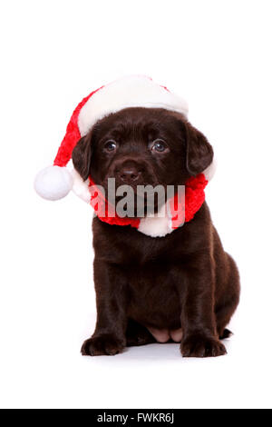 Brauner Labrador Retriever Welpen (6 Wochen alt) sitzen tragen Weihnachtsmann Mütze und Schalldämpfer Studio Bild gegen ein weißes Stockfoto