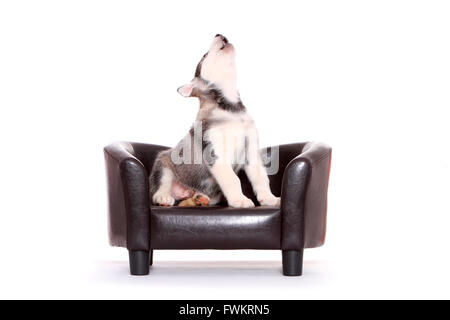 Alaskan Malamute Welpen (6 Wochen alt) sitzen auf einem schwarzen Ledersofa und heulen Studio Bild vor einem weißen Hintergrund Stockfoto