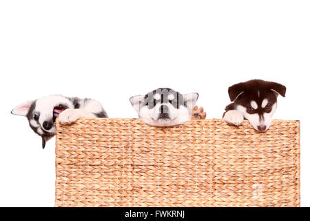 Alaskan Malamute. Welpen (6 Wochen alt). Drei Welpen in einem Korb. Studio Bild vor einem weißen Hintergrund. Deutschland Stockfoto