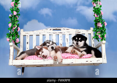 Alaskan Malamute. Drei Welpen (6 Wochen alt) schläft auf einer Veranda-Schaukel. Studio Bild vor einem weißen Hintergrund. Deutschland Stockfoto