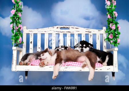 Alaskan Malamute. Drei Welpen (6 Wochen alt) schläft auf einer Veranda-Schaukel. Studio Bild vor einem weißen Hintergrund. Deutschland Stockfoto