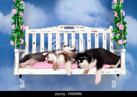 Alaskan Malamute. Drei Welpen (6 Wochen alt) schläft auf einer Veranda-Schaukel. Studio Bild vor einem weißen Hintergrund. Deutschland Stockfoto