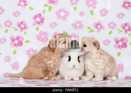 Maltipoo (Malteser x Toypudel) paar Welpen und Teddy Zwerg Kaninchen sitzen Studio Bild mit weißem Hintergrund Stockfoto