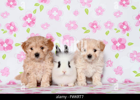 Maltipoo (Malteser x Toypudel) paar Welpen und Teddy Zwerg Kaninchen sitzen Studio Bild mit weißem Hintergrund Stockfoto