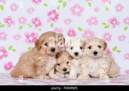 Maltipoo (Malteser x Toypudel) vier Welpen sitzen nebeneinander Studio Bild vor einem weißen Hintergrund mit rosa Stockfoto