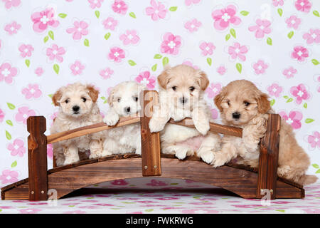 Vier Welpen Maltipoo (Malteser x Toypudel) auf eine kleine Holzbrücke Studio Bild vor einem weißen Hintergrund mit rosa Stockfoto