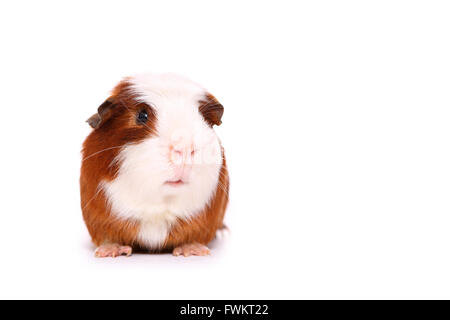 Kurzhaar Meerschweinchen. Erwachsenen frontal gesehen. Studio Bild vor einem weißen Hintergrund. Deutschland Stockfoto