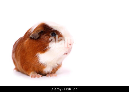 Kurzhaar Meerschweinchen. Erwachsenen frontal gesehen. Studio Bild vor einem weißen Hintergrund. Deutschland Stockfoto