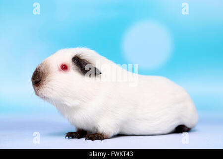 Kurzhaar Meerschweinchen. Erwachsenen gesehen seitlich. Studio Bild vor einem blauen Hintergrund. Deutschland Stockfoto