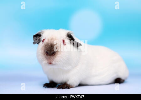 Kurzhaar Meerschweinchen. Erwachsenen gesehen seitlich. Studio Bild vor einem blauen Hintergrund. Deutschland Stockfoto