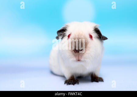 Kurzhaar Meerschweinchen. Erwachsenen frontal gesehen. Studio Bild vor einem blauen Hintergrund. Deutschland Stockfoto