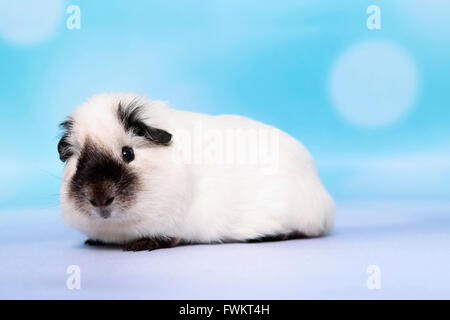 Kurzhaar Meerschweinchen. Erwachsenen gesehen seitlich. Studio Bild vor einem blauen Hintergrund. Deutschland Stockfoto