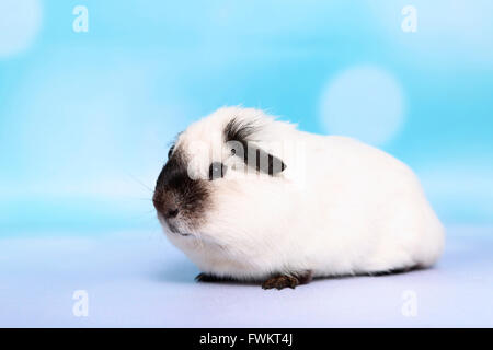 Kurzhaar Meerschweinchen. Erwachsenen gesehen seitlich. Studio Bild vor einem blauen Hintergrund. Deutschland Stockfoto