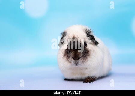 Kurzhaar Meerschweinchen. Erwachsenen frontal gesehen. Studio Bild vor einem blauen Hintergrund. Deutschland Stockfoto