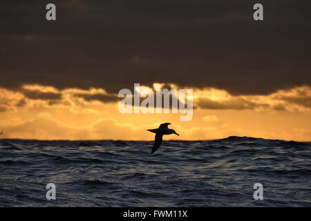 Nördlichen Royal Albatross - Diomedea sanfordi Stockfoto