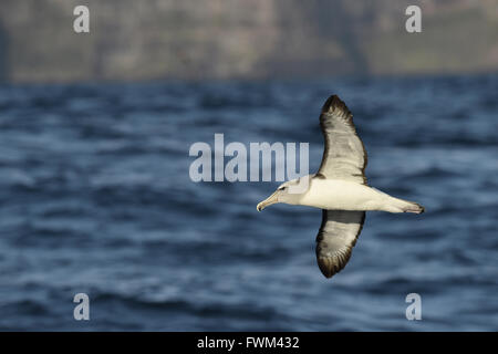 Salvin die Albatros - Thalassarche salvini Stockfoto