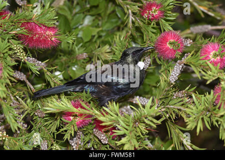 TUI - Prosthemadera novaeseelandiae Stockfoto