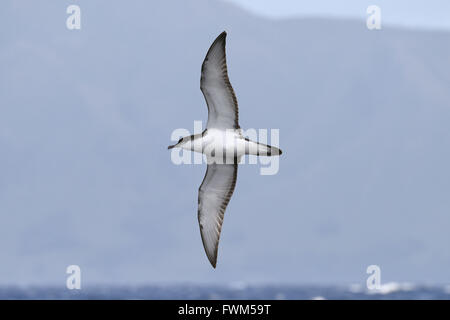 Buller es Shearwater - Puffinus bulleri Stockfoto