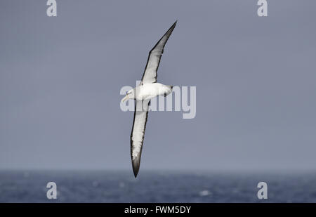 Salvin die Albatros - Thalassarche salvini Stockfoto