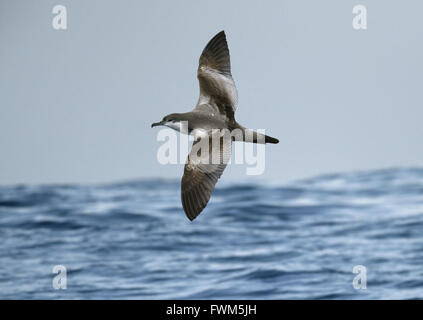 Buller es Shearwater - Puffinus bulleri Stockfoto