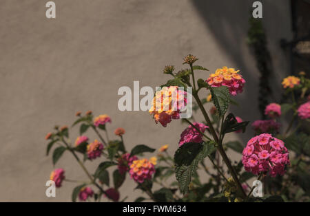 Gelb und rosa Blüten auf Schmetterlingsstrauch Lantana Camara in Santa Monica, Kalifornien auf einem Tan Hintergrund. Stockfoto