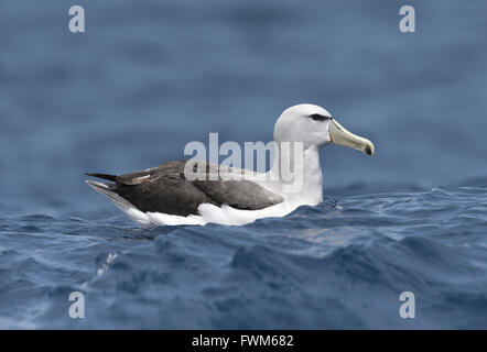 Salvin die Albatros - Thalassarche salvini Stockfoto