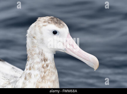 Antipodean Albatros - Diomedea antipodensis Stockfoto