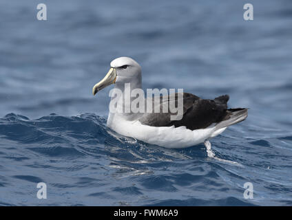 Salvin die Albatros - Thalassarche salvini Stockfoto