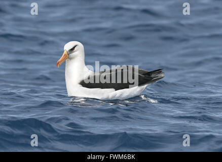 Campbell-Insel Albatros - Thalassarche impavida Stockfoto