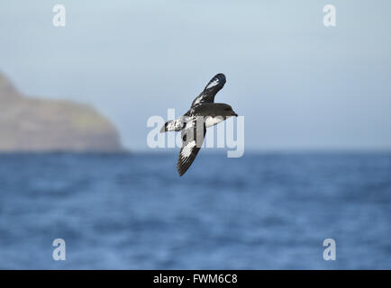 Cape Petrel - Daption capense Stockfoto