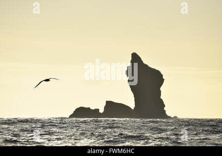 "Sail Rock", Chatham-Inseln. Pazifik vor der Küste Neuseelands Stockfoto