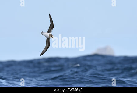 Soft-plumaged Sturmvogel - Pterodroma mollis Stockfoto