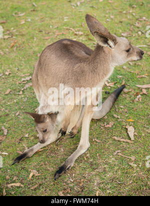 Brisbane Australia Zoo Känguru Stockfoto