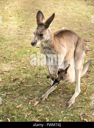 Brisbane Australia Zoo Känguru Stockfoto