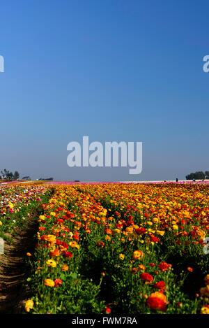 Zeilen von bunten Blumen (Ranunculus) erfüllen den blauen Himmel. Stockfoto