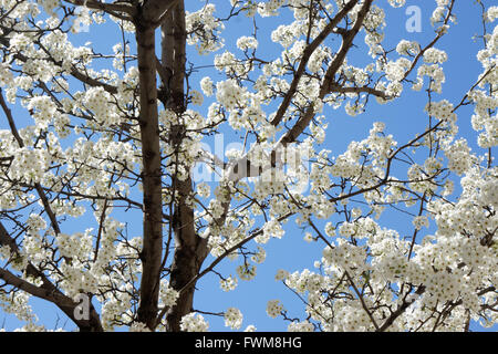 Callery Birnbäume blühen auf Rektor in Battery Park City, einer Nachbarschaft in Manhattan, New York City statt. Stockfoto